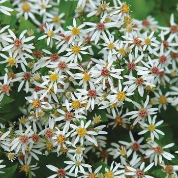 Aster divaricatus 'Eastern Star' (315567)
