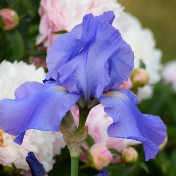 Iris germanica 'Sugar Blues' 