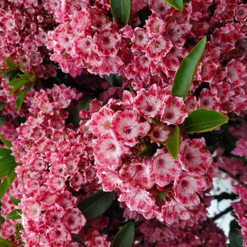 Kalmia latifolia 'Keepsake'