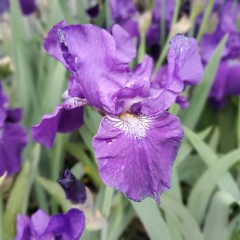 Iris germanica 'Halston' (315571)