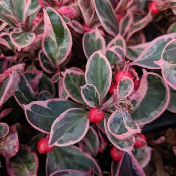 Gaultheria procumbens 'GaulBri1' PPAF