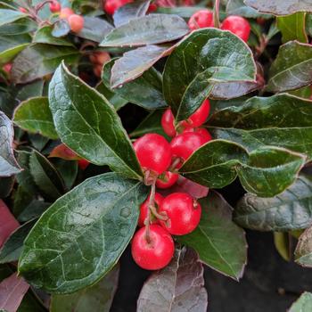 Gaultheria procumbens 'Berry Cascade™' PP20,134