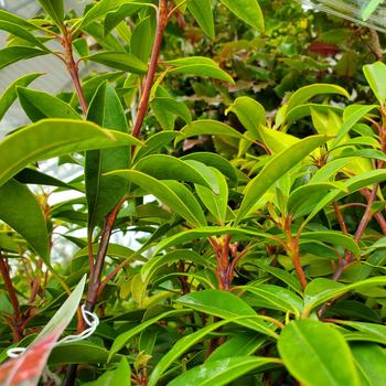 Kalmia latifolia 'Nipmuck' (315574)