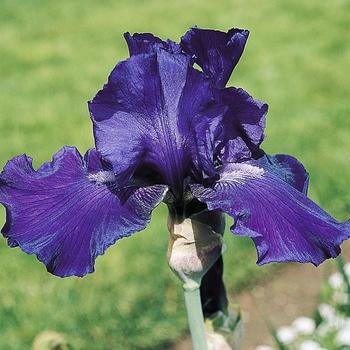 Iris germanica 'Dashing'