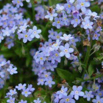 Myosotis sylvatica 'Victoria Blue' 