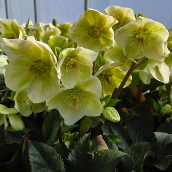 Helleborus 'Ice 'n Roses® White' PP26311P2
