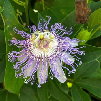 Passiflora incarnata