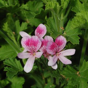 Pelargonium 'Strawberry' 