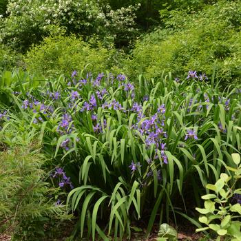 Iris versicolor 'Purple Flame' (315582)