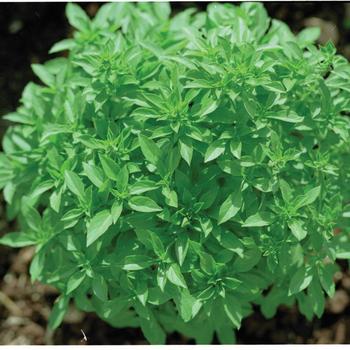 Ocimum basilicum 'Greek Columnar'