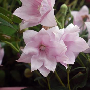 Platycodon grandiflorus 'Astra Double Pink' (315584)
