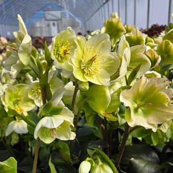 Helleborus HGC&reg; 'Ice 'n Roses&reg; White' (315585)