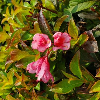 Weigela 'Verwof 1' PP30866