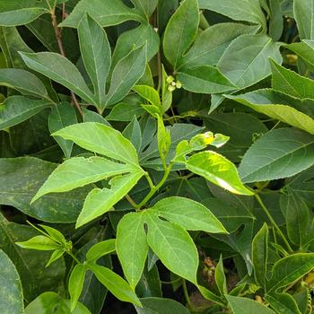 Passiflora incarnata '' (315587)