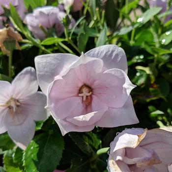 Platycodon grandiflorus 'Astra Double Pink' 