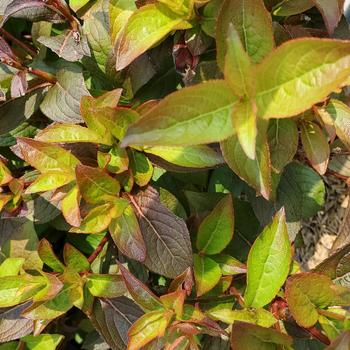 Weigela Date Night&trade; 'Strobe' (315591)