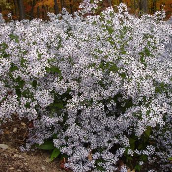 Aster cordifolius 'Avondale'