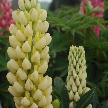 Lupinus polyphyllus 'Gallery Yellow' 