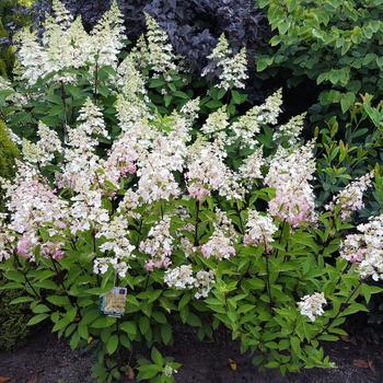 Hydrangea paniculata 'Candelabra&trade;' (315598)