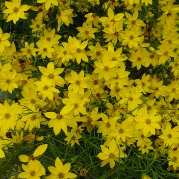 Coreopsis verticillata