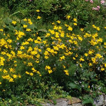 Coreopsis verticillata '' (315601)
