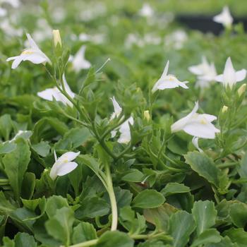 Mazus reptans 'Alba' 