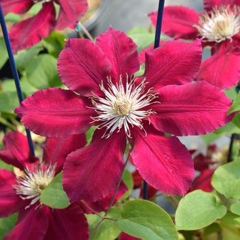 Clematis 'Rebecca' (315603)