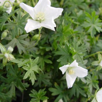 Geranium macrorrhizum 'Album' 