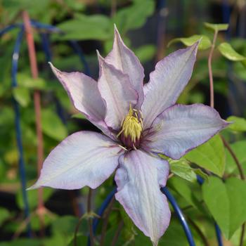 Clematis 'Samaritan Jo&trade;' PP29231P2