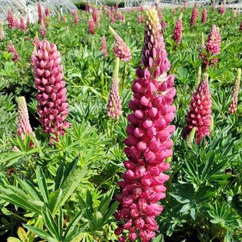 Lupinus polyphyllus 'Gallery Red' (315609)