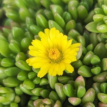 Delosperma nubigenum