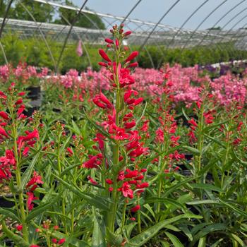 Penstemon barbatus 'Pristine Scarlet' (315615)