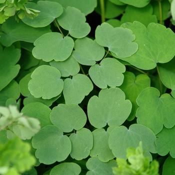 Thalictrum rochebrunianum '' (315617)