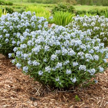 Amsonia 'Starstruck' PP32246