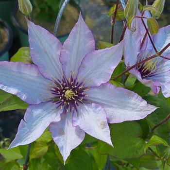 Clematis Boulevard&reg; 'Samaritan Jo&trade;' (315620)