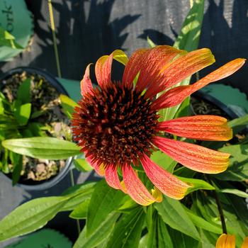 Echinacea purpurea 'Fiery Meadow Mama&trade;' PP29722