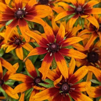 Echibeckia 'Blazing Fire' PPAF