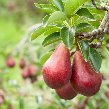 Pyrus communis 'Red D'Anjou'