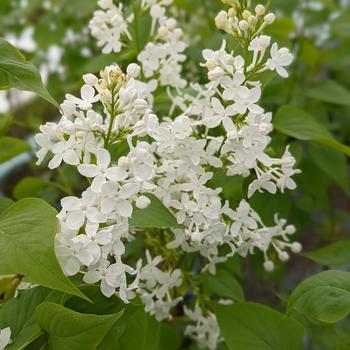 Syringa x oblata 'Betsy Ross' 