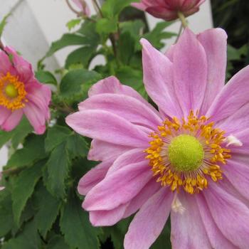 Anemone hupehensis Pretty Lady™ 'Emily' (315631)