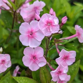 Phlox paniculata Volcano&reg; 'Pink with Dark Eye' (315632)
