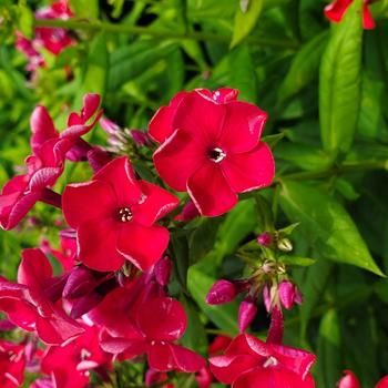 Phlox paniculata 'Barthirtysix' USPP 30,425
