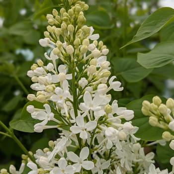 Syringa x oblata 'Betsy Ross' (315634)