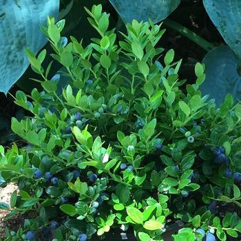 Gaylussacia brachycera 'Berried Treasure&trade;' USPP29636P2