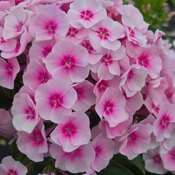 Phlox paniculata 'Pink with Dark Eye' PP18973P2