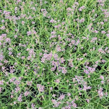 Verbena bonariensis 'Lollipop' (315642)