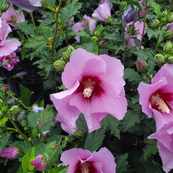 Hibiscus syriacus 'Minerva' 