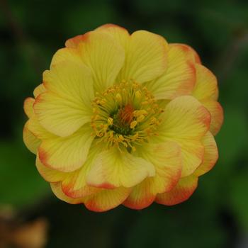 Geum 'Tequila Sunrise' PP21514