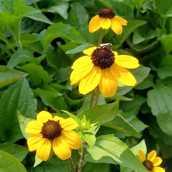 Rudbeckia triloba 'Blackjack Gold' 
