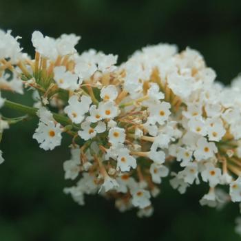Buddleia davidii 'Nanho White' 